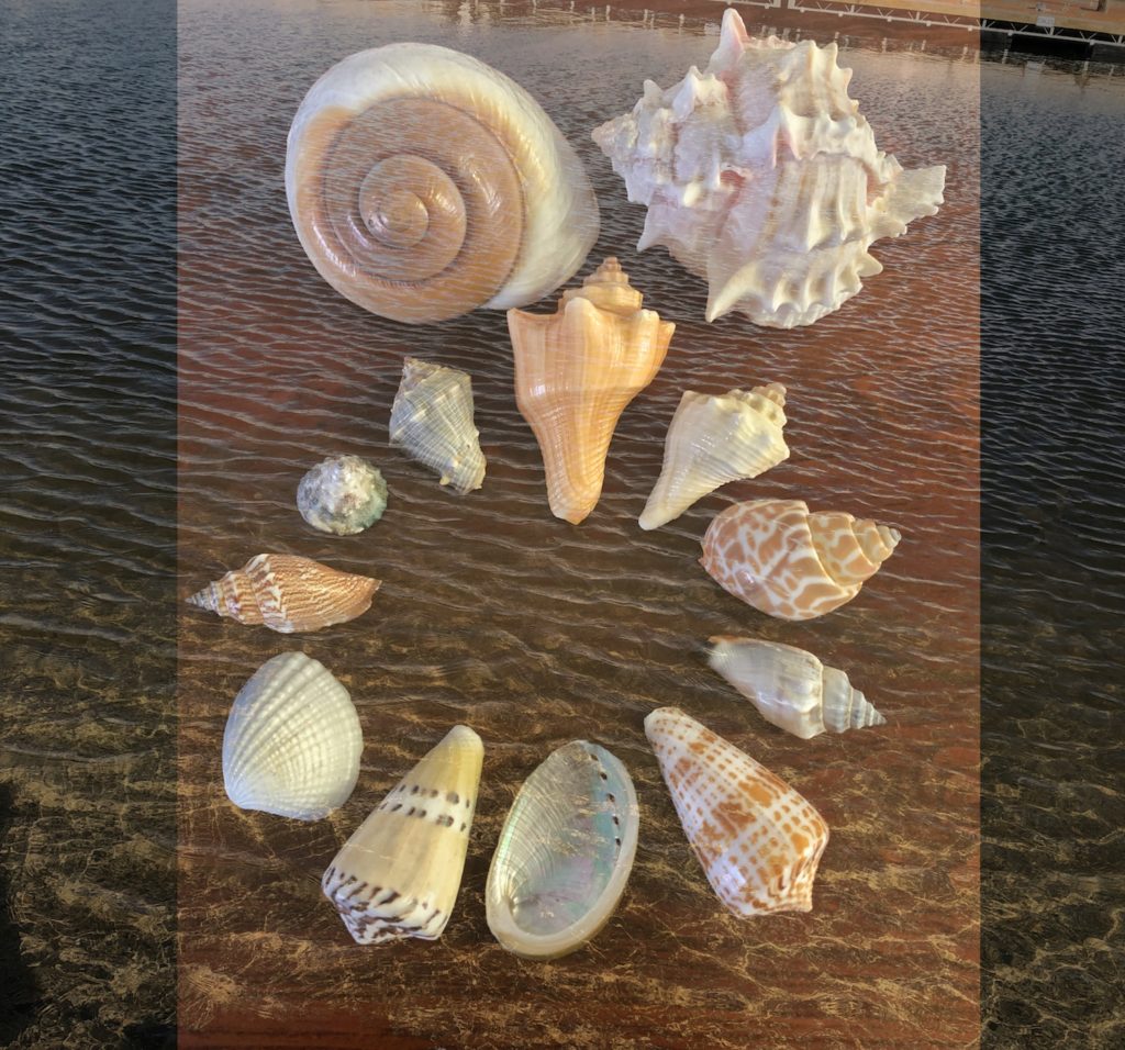 Bitney Adventures, Seashells and Water