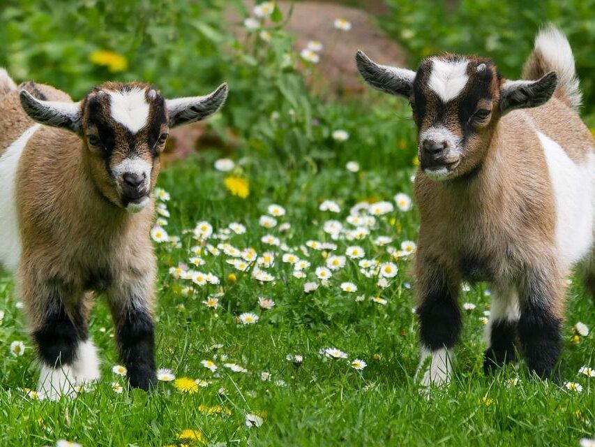 The Children's Newsletter by Bitney - Picture of Goats in a Field - Pixabay