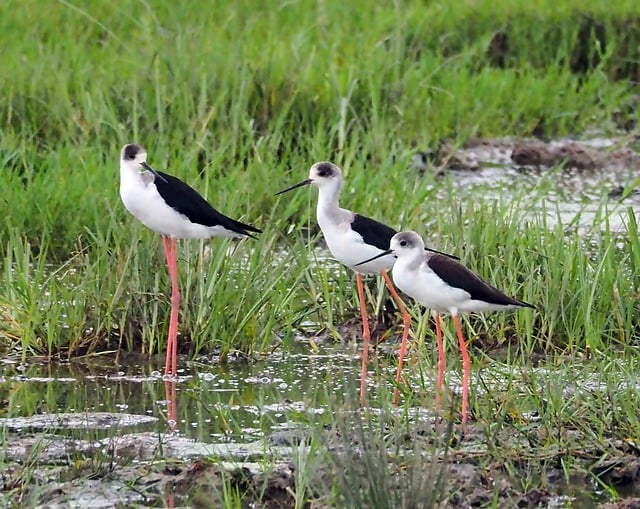 The Children's Newsletter by Bitney - Birds in a Wetland - Pixabay