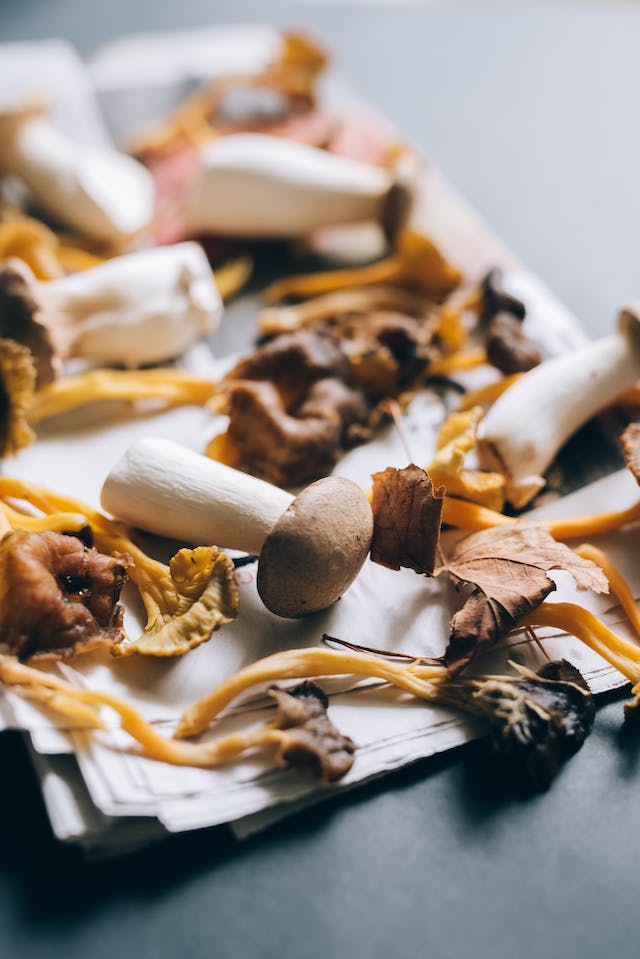 The Children's Newsletter by Bitney - Mushrooms on Paper - Pexels