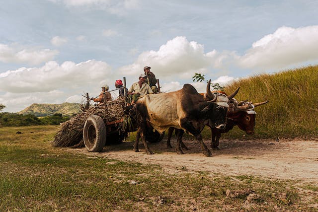 The Children's Newsletter by Bitney - People on Ox Drawn Cart - Pexels