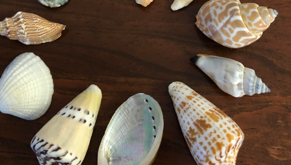 The Children's Newsletter by Bitney - Sea Shells